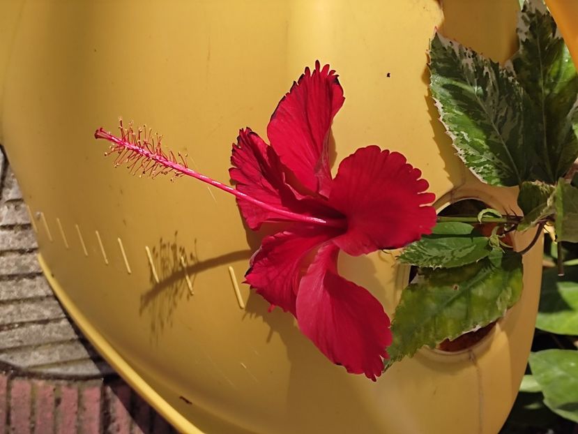  - Hibiscus 2 2023