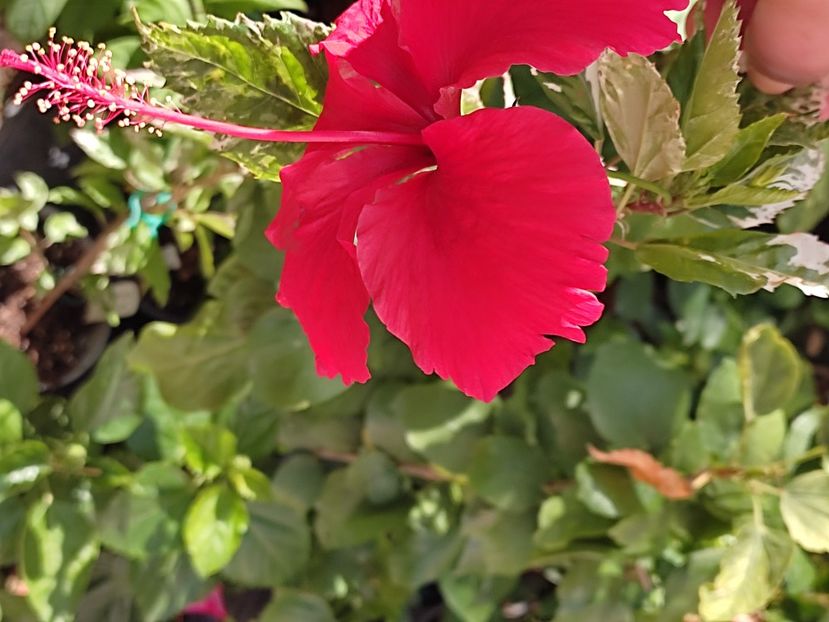  - Hibiscus 2 2023
