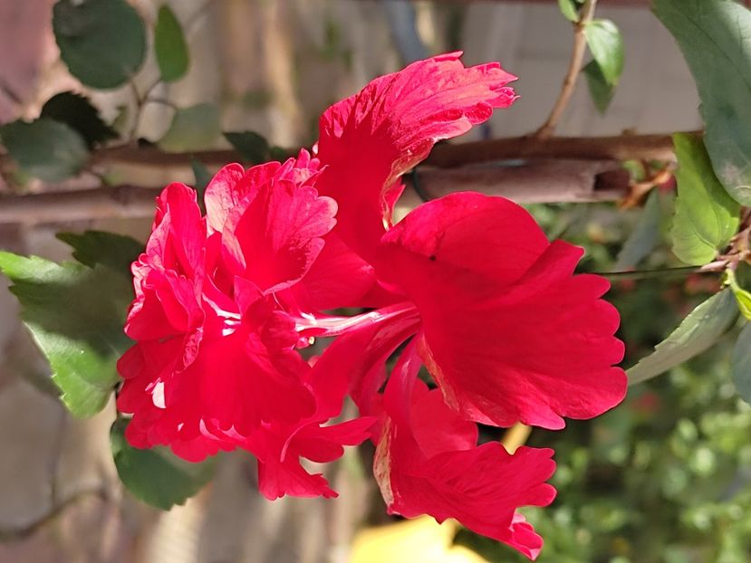  - Hibiscus 2 2023