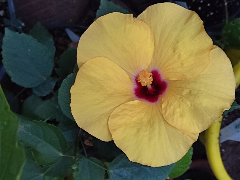 - Hibiscus 2 2023