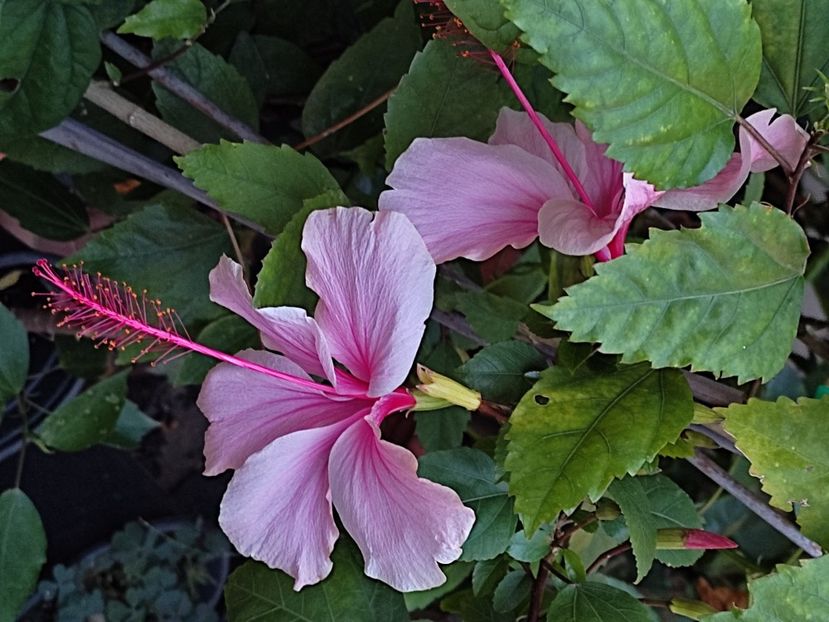  - Hibiscus 2 2023
