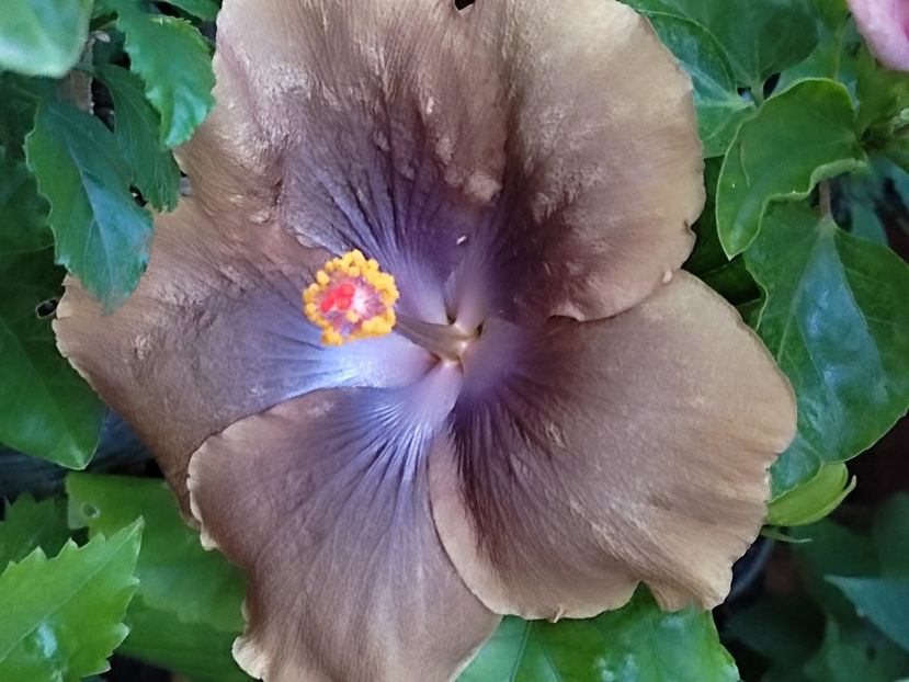 - Hibiscus 2 2023
