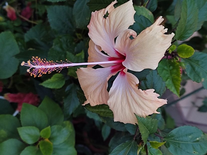  - Hibiscus 2 2023