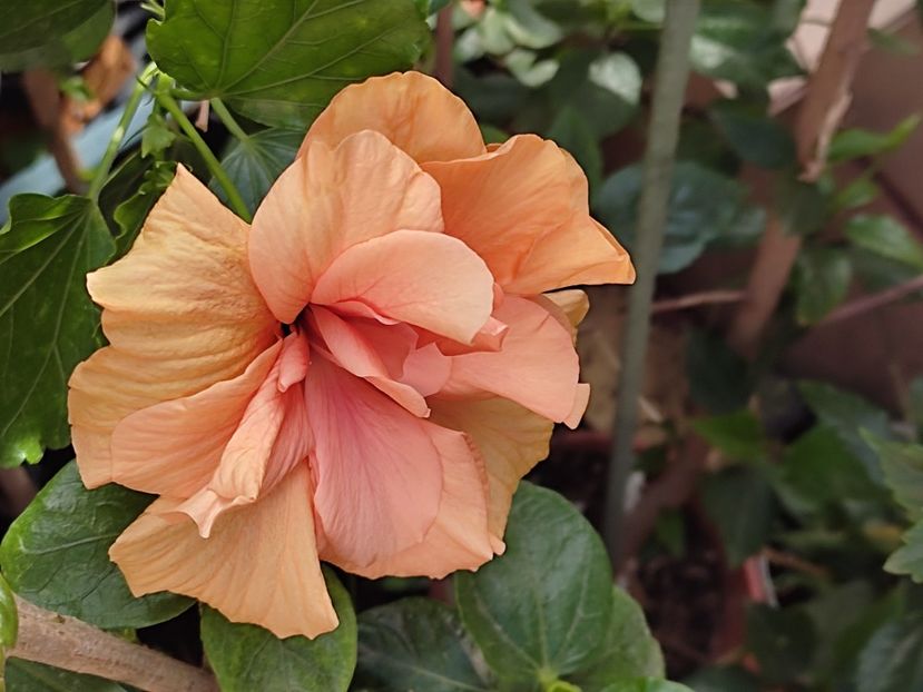  - Hibiscus 2 2023