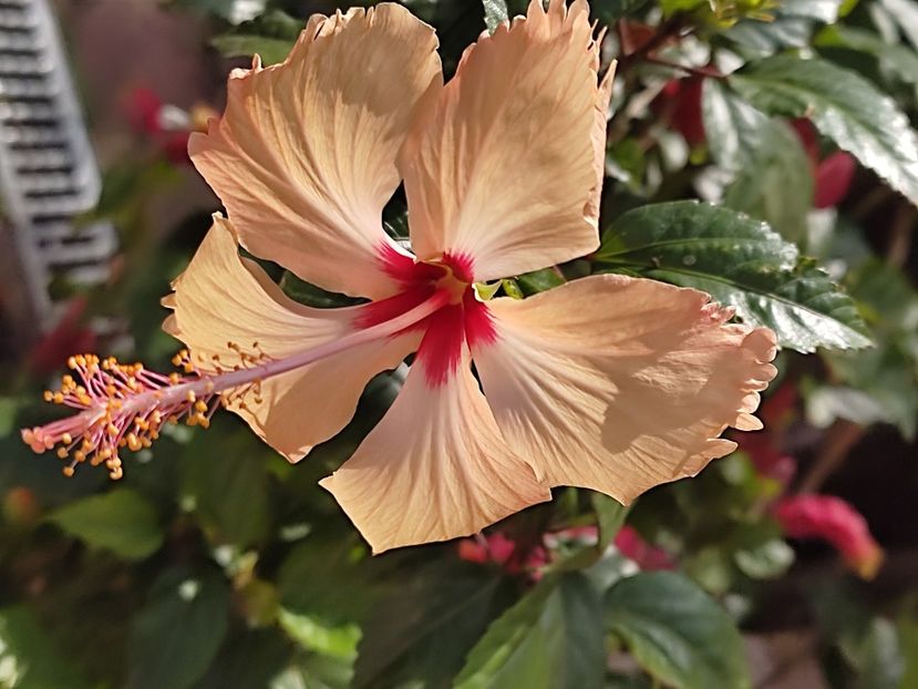  - Hibiscus 2 2023