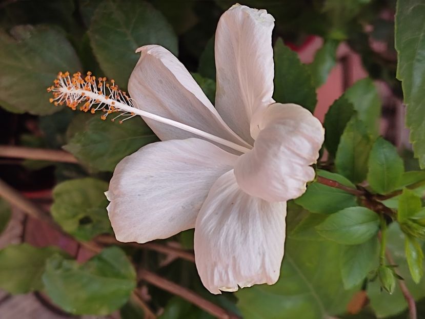  - Hibiscus 2 2023
