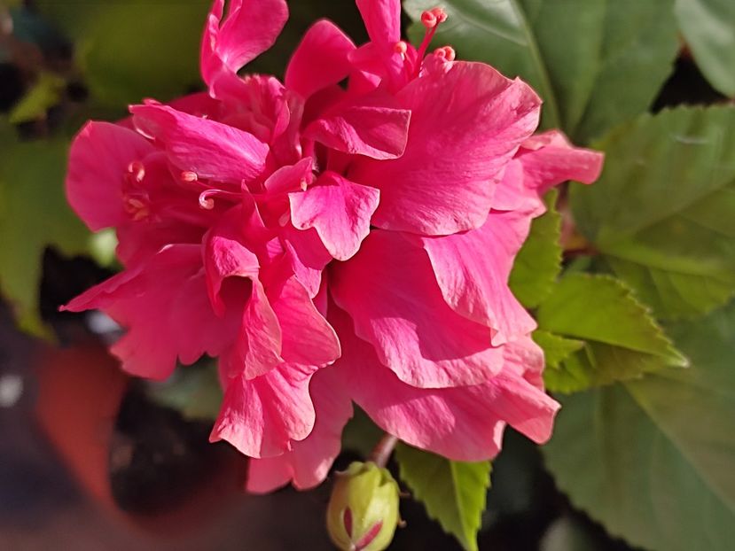  - Hibiscus 2 2023