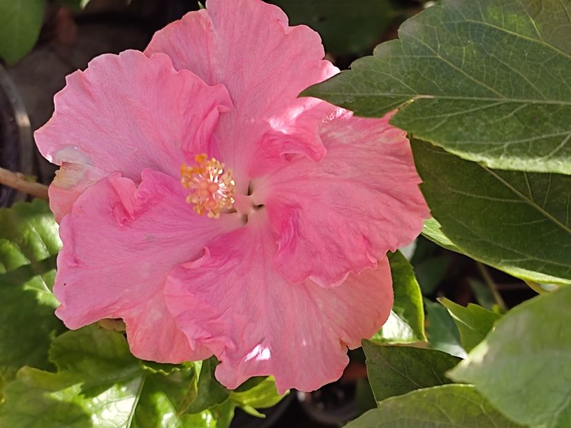  - Hibiscus 2 2023