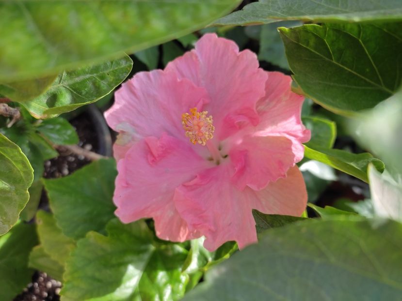  - Hibiscus 2 2023