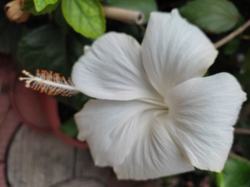  - Hibiscus 2 2023