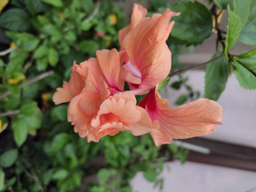  - Hibiscus 2 2023