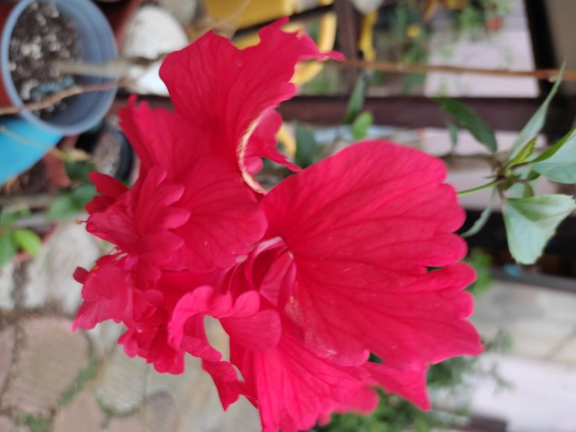  - Hibiscus 2 2023