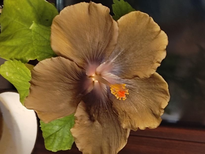  - Hibiscus 2 2023