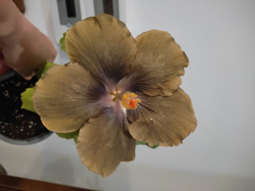  - Hibiscus 2 2023