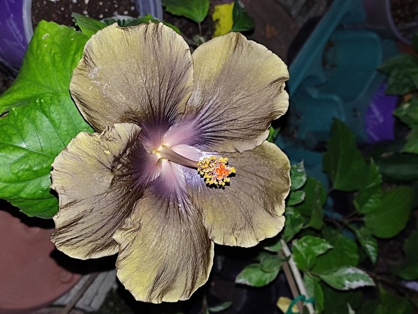  - Hibiscus 2 2023