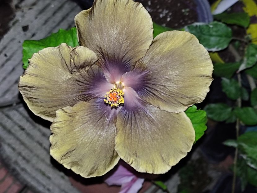  - Hibiscus 2 2023