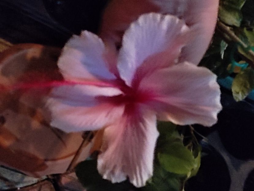  - Hibiscus 2 2023