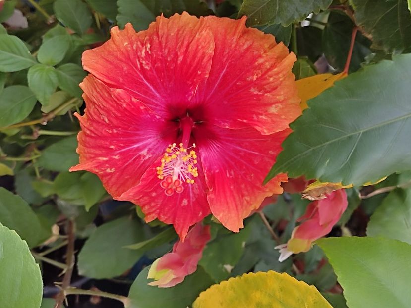  - Hibiscus 2 2023