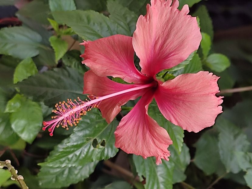  - Hibiscus 2 2023