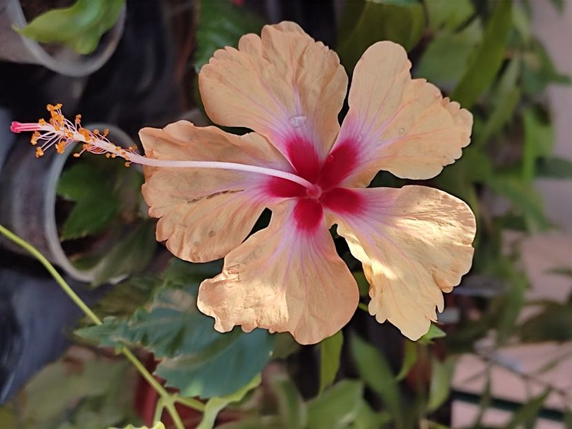  - Hibiscus 2 2023