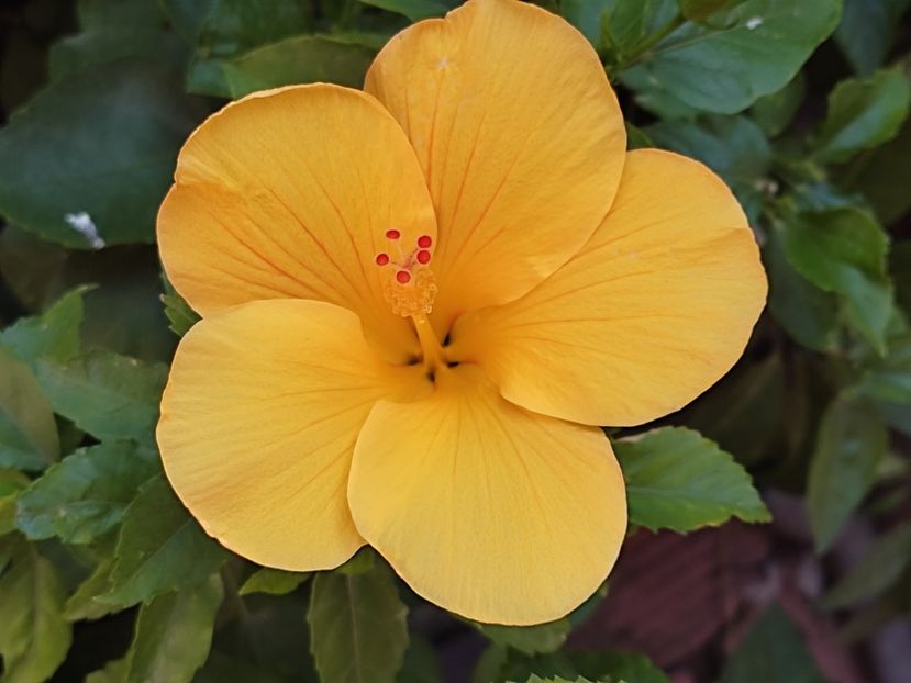  - Hibiscus 2 2023