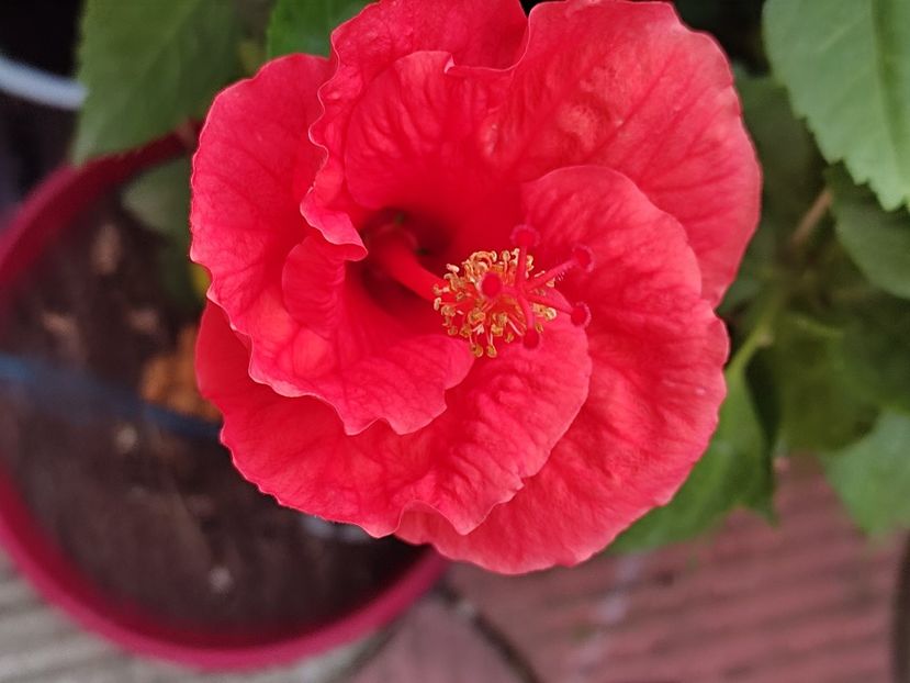  - Hibiscus 2 2023