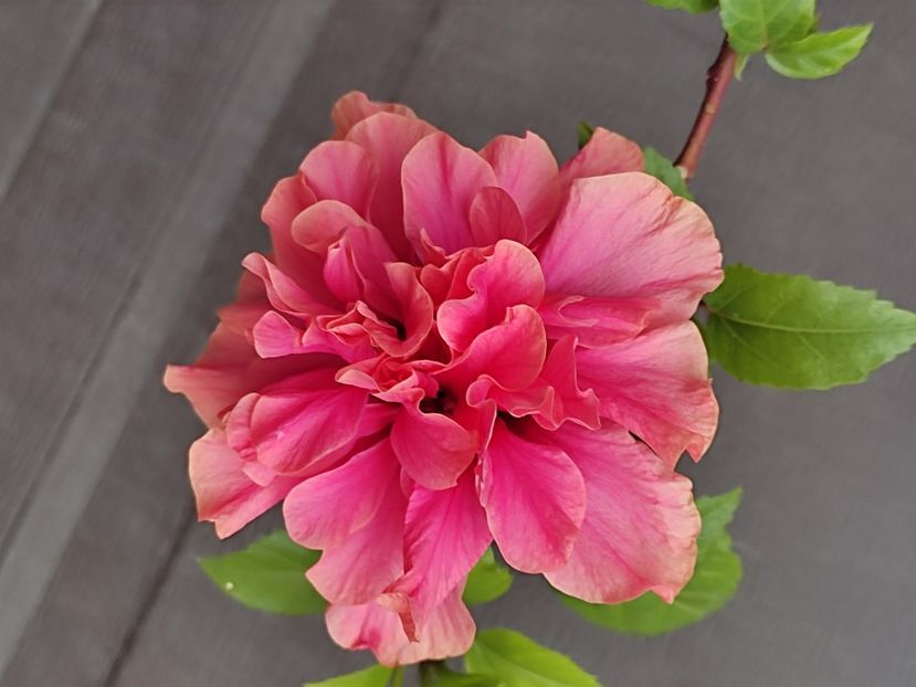  - Hibiscus 2 2023