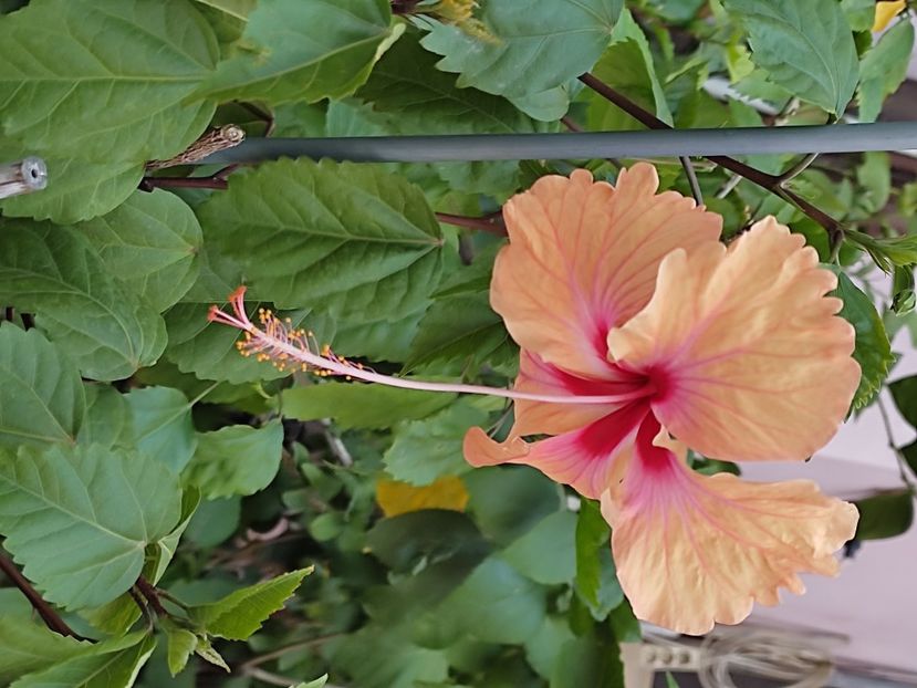  - Hibiscus 2 2023