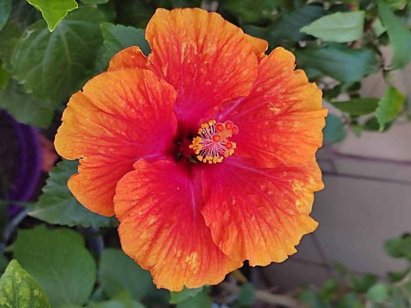  - Hibiscus 2 2023