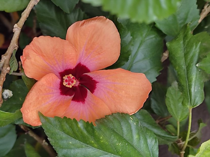  - Hibiscus 2 2023