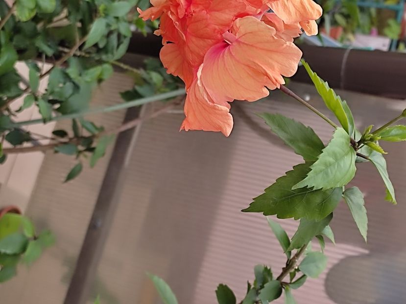 - Hibiscus 2 2023