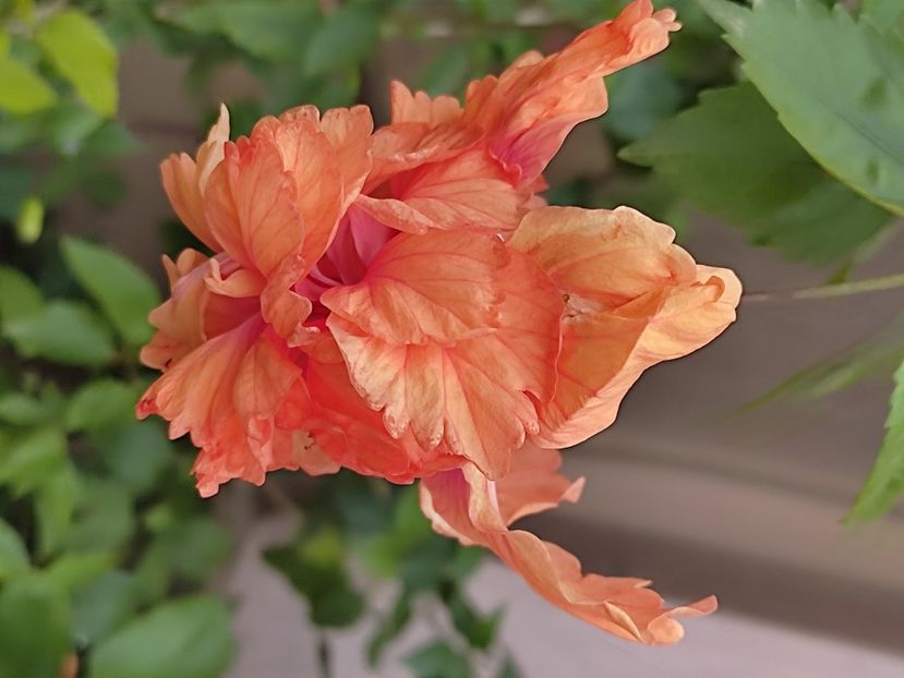  - Hibiscus 2 2023