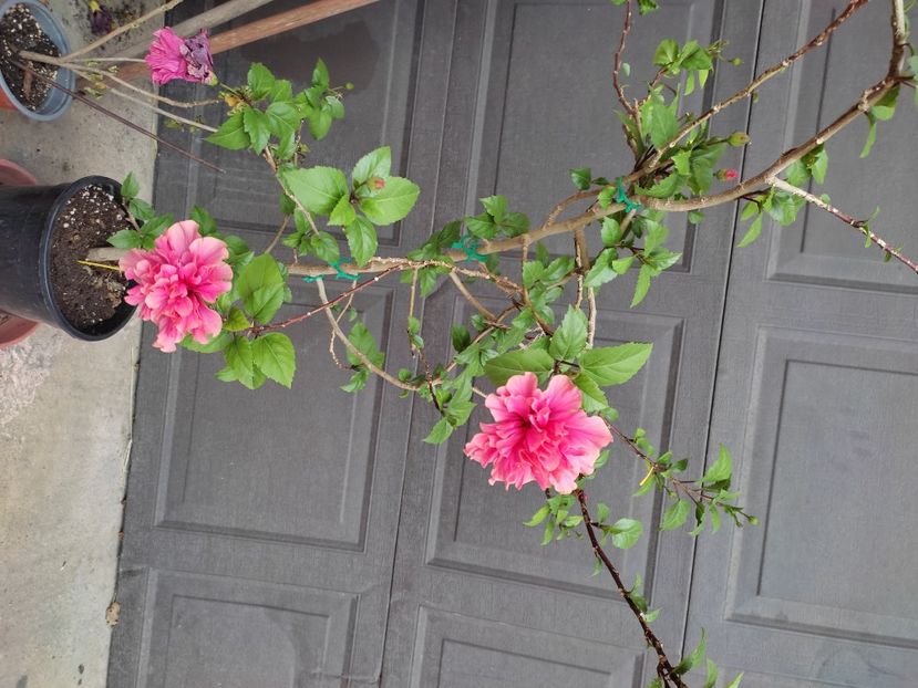  - Hibiscus 2 2023
