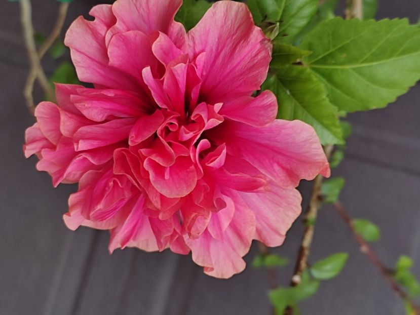  - Hibiscus 2 2023