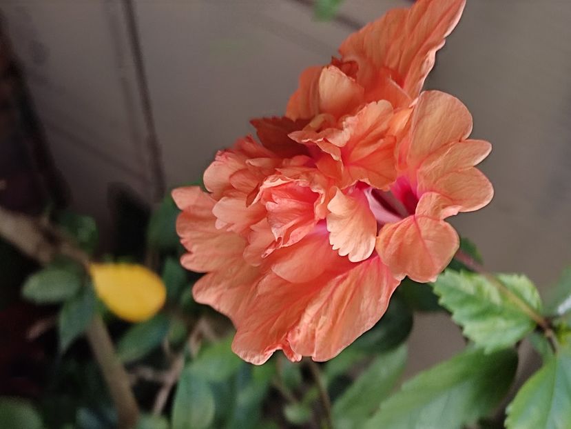  - Hibiscus 2 2023