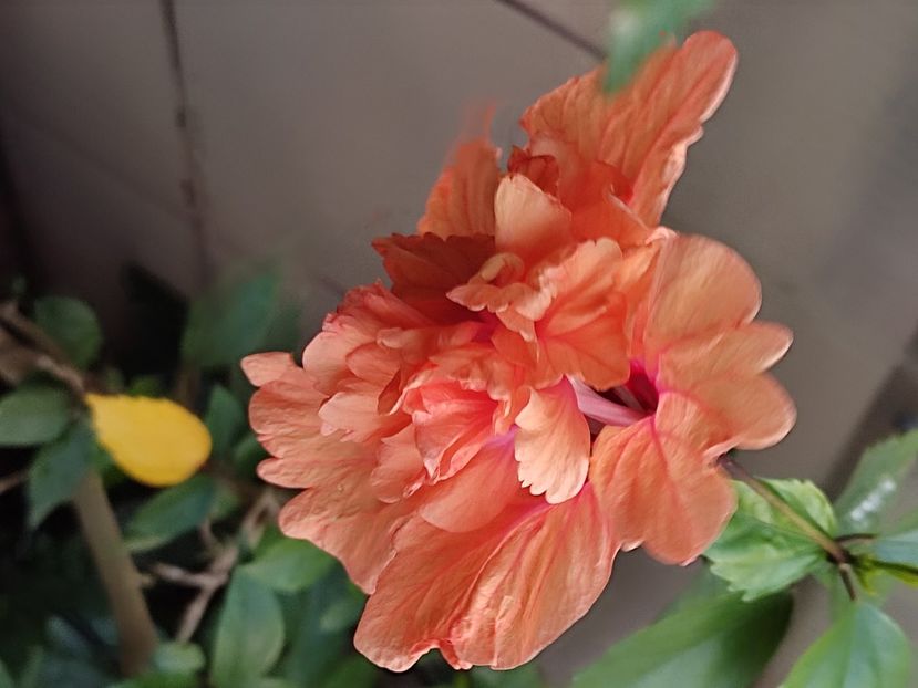  - Hibiscus 2 2023