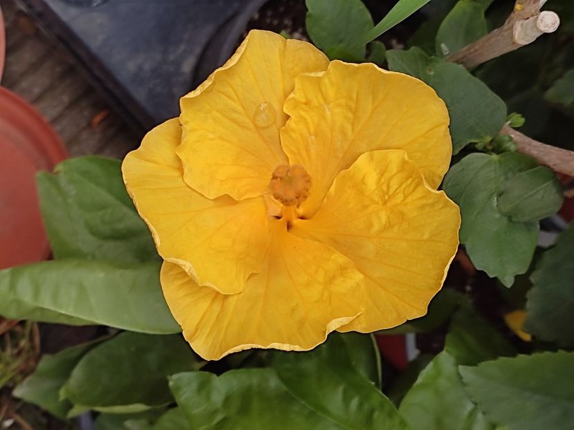  - Hibiscus 2 2023