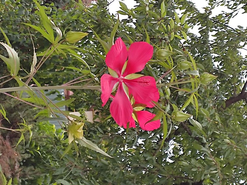  - Hibiscus 2 2023