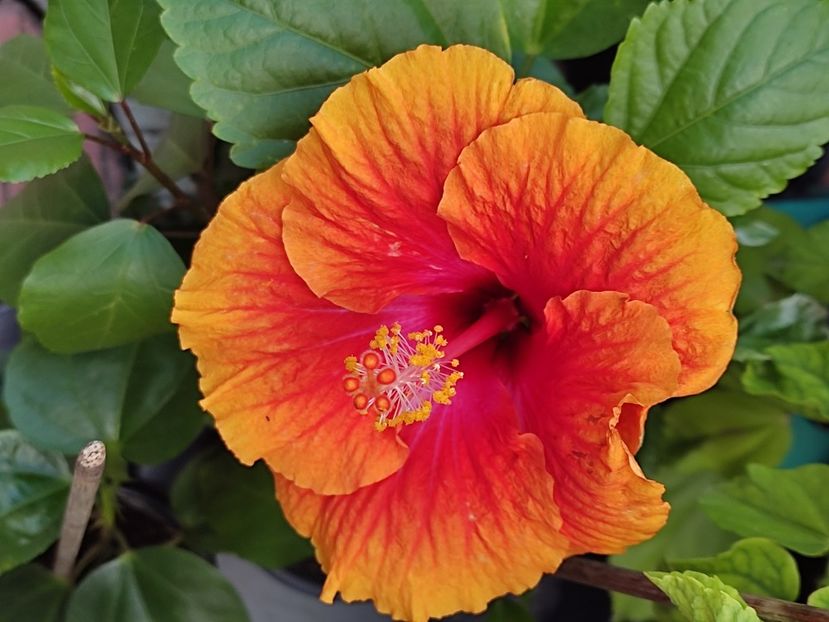  - Hibiscus 2 2023