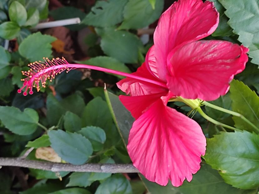  - Hibiscus 2 2023