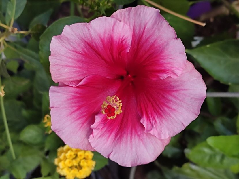  - Hibiscus 2 2023