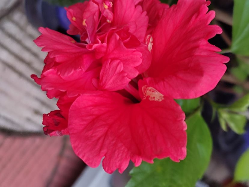  - Hibiscus 2 2023