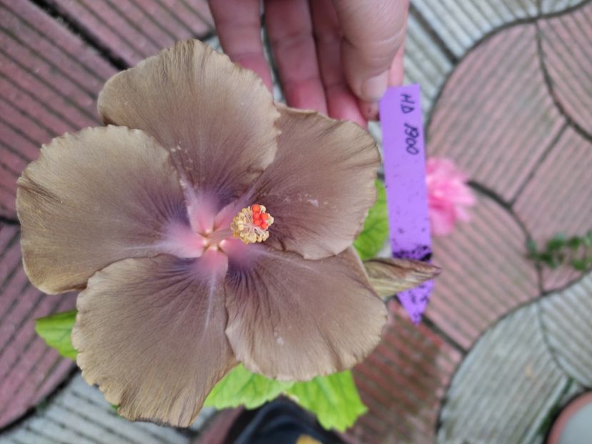  - Hibiscus 2 2023