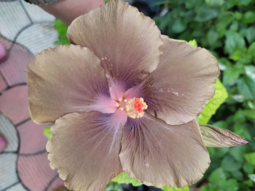  - Hibiscus 2 2023