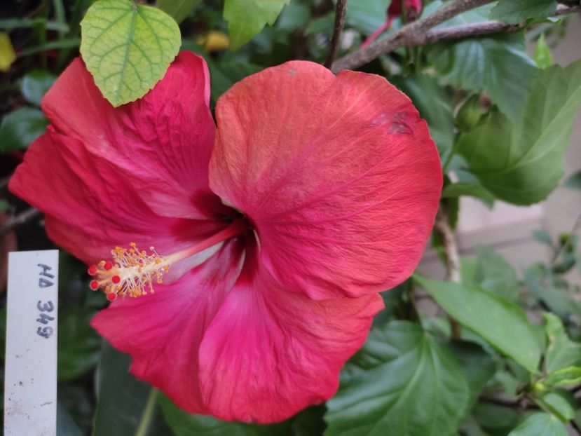  - Hibiscus 2 2023