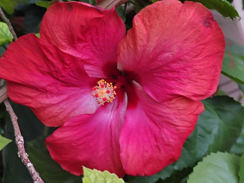  - Hibiscus 2 2023