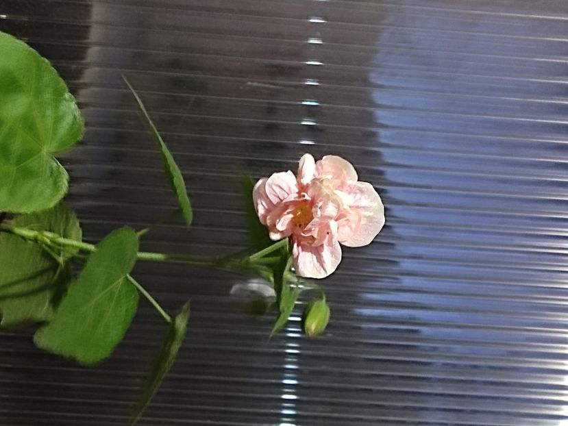  - Hibiscus 2 2023