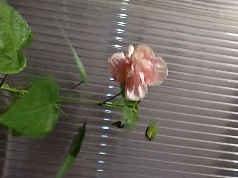  - Hibiscus 2 2023
