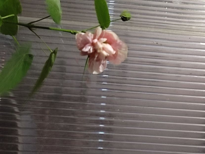  - Hibiscus 2 2023