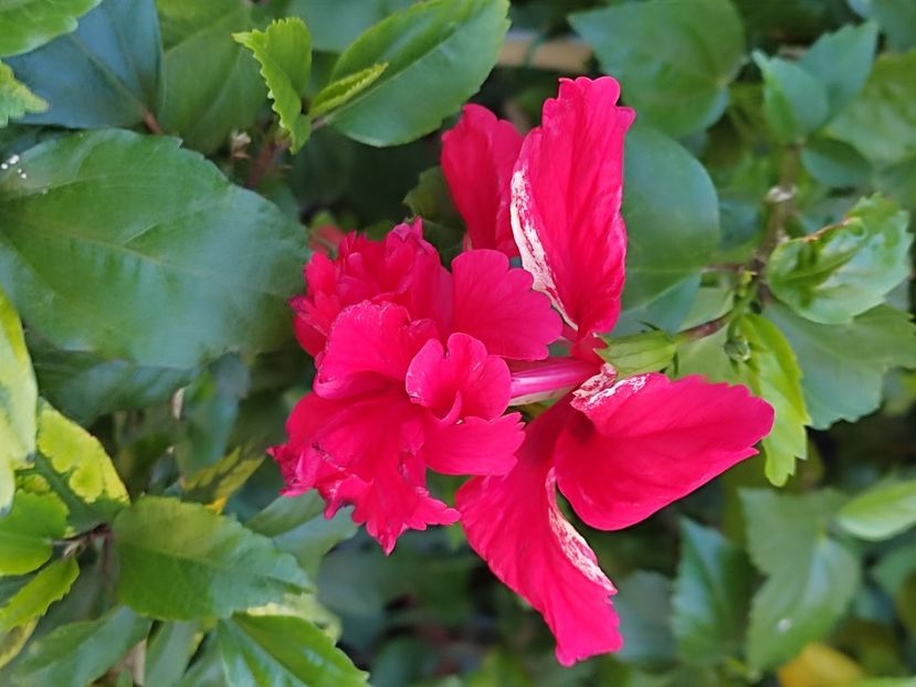  - Hibiscus 2 2023